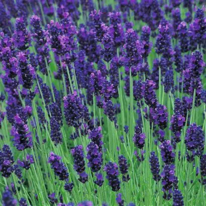 sementes de lavanda alfazema 15 sementes 6592