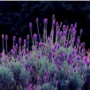 sementes de lavanda alfazema 15 sementes 7689 e1496624945938