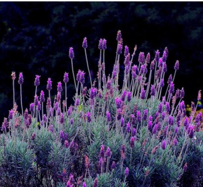 sementes de lavanda alfazema 15 sementes 7689 e1496624945938