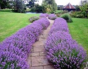 sementes de lavanda alfazema 15 sementes 9486 e1496624975833