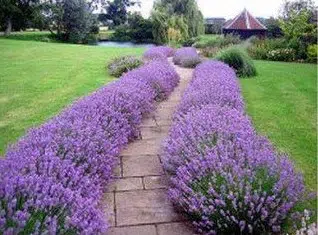sementes de lavanda alfazema 15 sementes 9486 e1496624975833