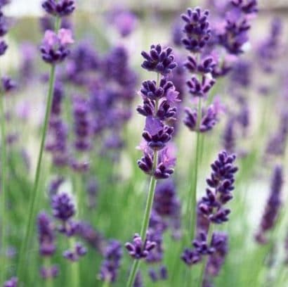 sementes de lavanda alfazema 15 sementes 9910 e1496624759986