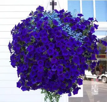 Sementes de Petúnia Azul