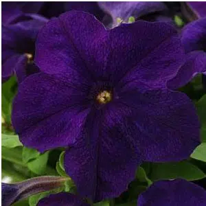 sementes de petunia azul 2062 e1496691412704