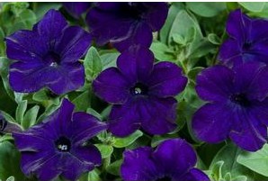 sementes de petunia azul 4158 e1496691433880