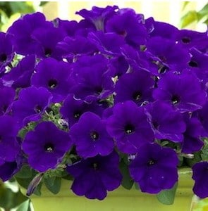 sementes de petunia azul 4680 e1496691236486