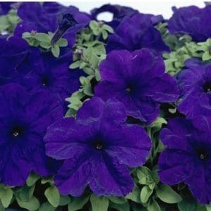 sementes de petunia azul 5366 e1496691354711