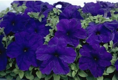 sementes de petunia azul 5366 e1496691354711