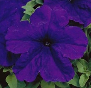 sementes de petunia azul 6577 e1496691271348
