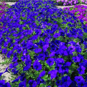 sementes de petunia azul 7355 e1496691464129