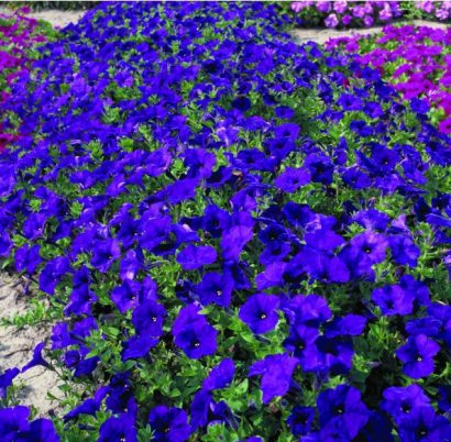 sementes de petunia azul 7355 e1496691464129