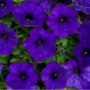 sementes de petunia azul 8270 e1496691325746