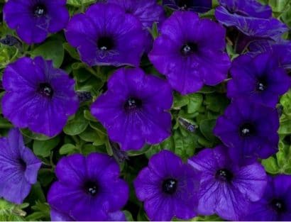 sementes de petunia azul 8270 e1496691325746