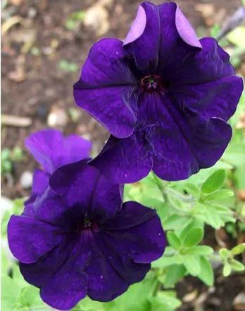 sementes de petunia azul 9373 e1496691298521