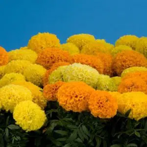 tagete alta sortida 20 sementes 4957 e1496685302652