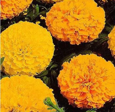 tagete alta sortida 20 sementes 5241 e1496685445858