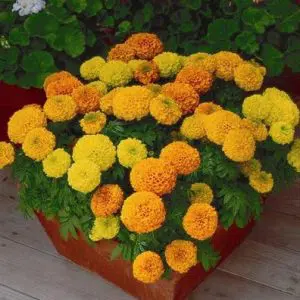 Tagete Alta Sortida: 20 Sementes