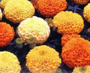 tagete alta sortida 20 sementes 8850 e1496685364837