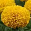 Tagete Amarela: 20 Sementes