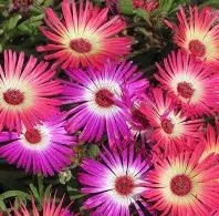 tapete magico sortido 20 sementes 1406 e1496622962901