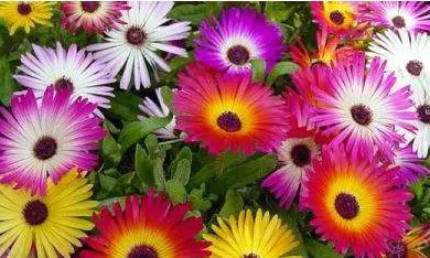 tapete magico sortido 20 sementes 3184 e1496623150127