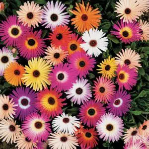 Tapete Mágico Sortido: 20 Sementes