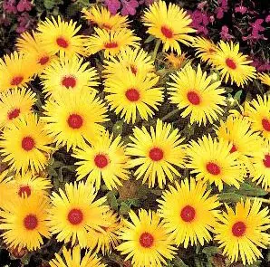 tapete magico sortido 20 sementes 6209 e1496622932729