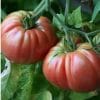 Tomate Belga Rosa Gigante: 20 Sementes
