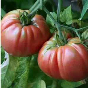 Tomate Belga Rosa Gigante: 20 Sementes