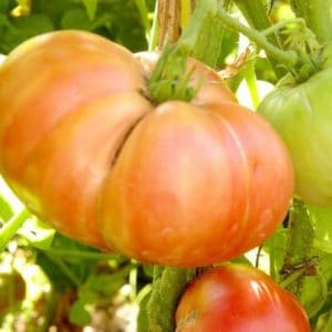 tomate belga rosa gigante 20 sementes 3517 e1496689135356