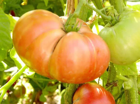 tomate belga rosa gigante 20 sementes 3517 e1496689135356