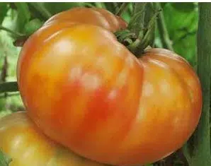 tomate belga rosa gigante 20 sementes 3813 e1496689156911