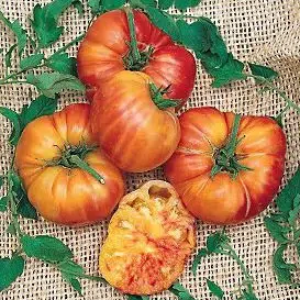 tomate belga rosa gigante 20 sementes 6002 e1496689251636