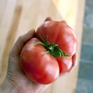 tomate belga rosa gigante 20 sementes 6691 e1496689318116