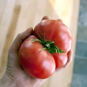 tomate belga rosa gigante 20 sementes 6691 e1496689318116