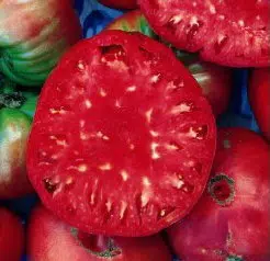 tomate belga rosa gigante 20 sementes 6783 e1496689362824