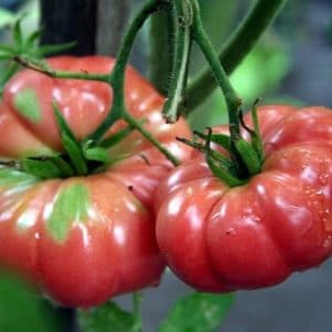 tomate belga rosa gigante 20 sementes 8880 e1496689390997