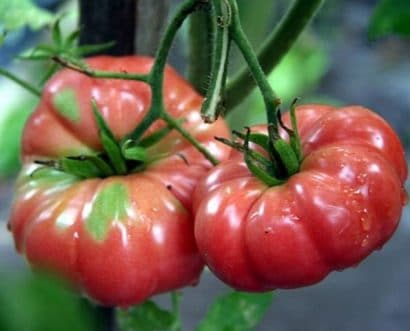 tomate belga rosa gigante 20 sementes 8880 e1496689390997