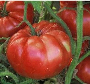 tomate belga rosa gigante 20 sementes 9487 e1496689340272