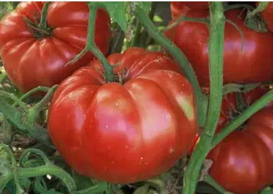 tomate belga rosa gigante 20 sementes 9487 e1496689340272
