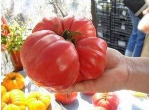 tomate belga rosa gigante 20 sementes 9576 e1496689414877