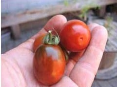 tomate big rainbow 20 sementes 2537 e1496688995457