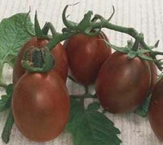 tomate big rainbow 20 sementes 9725 e1496689082303
