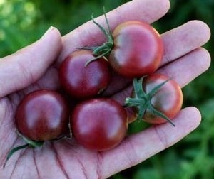 Tomate Black Cherry: 20 Sementes