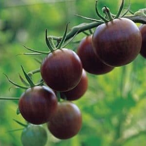 tomate black cherry 20 sementes 3032 e1496427283221