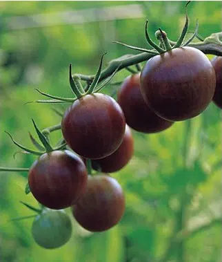 tomate black cherry 20 sementes 3032 e1496427283221
