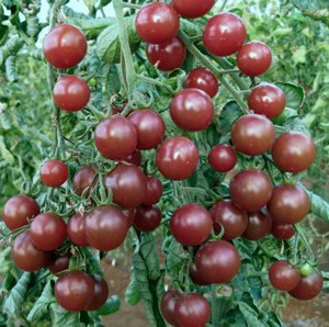 tomate black cherry 20 sementes 6334 e1496427245301