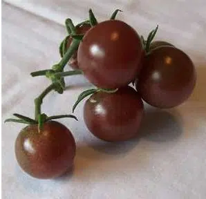 tomate black cherry 20 sementes 8723 e1496427433700