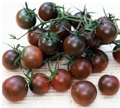 tomate black cherry 20 sementes 9120 e1496427468254