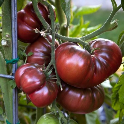 Tomate Black Krim: 20 Sementes